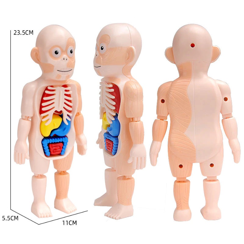 Mainan Anak Montessori Body Anatomy Children Toy - DD232 - Multi-Color