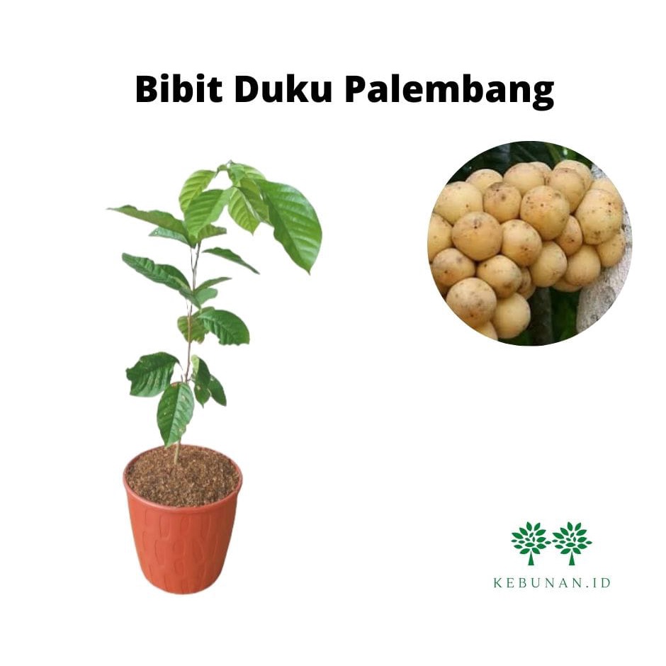 Bibit Duku Palembang/ Tanaman Duku Palembang