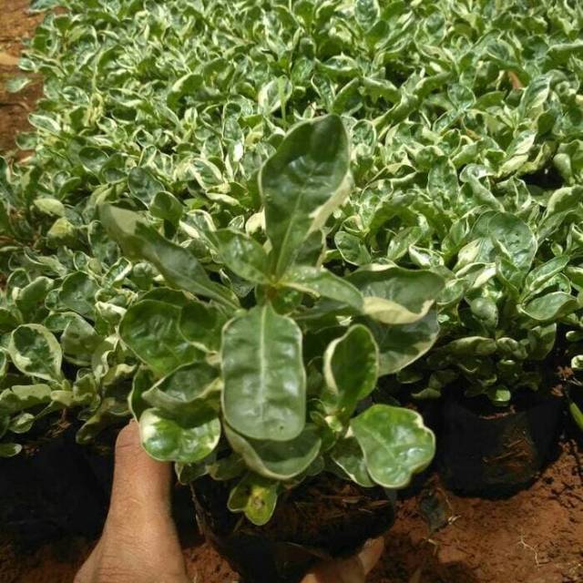 Tanaman hias krokot varigata - tanaman krokot varigata - pohon krokot - krokot varigata