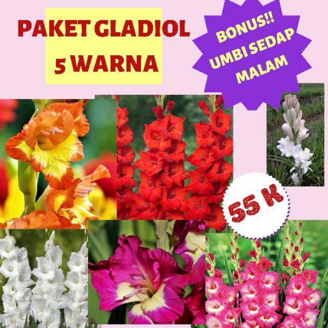 Paket Umbi gladiol 5 warna + 1 gladiol warna mix