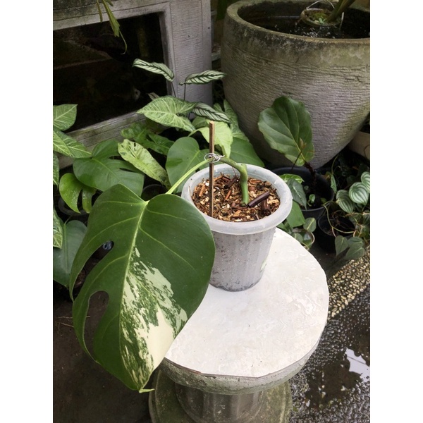 Monstera variegata / monvar / Monstera King /Monstera deliciosa / Monstera Obliqua
