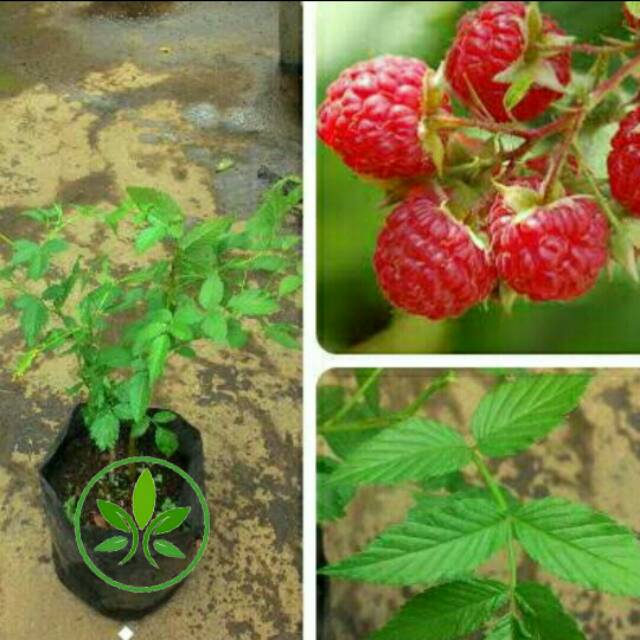 Bibit Tanaman Buah Raspberry/Pohon buah Raspberry