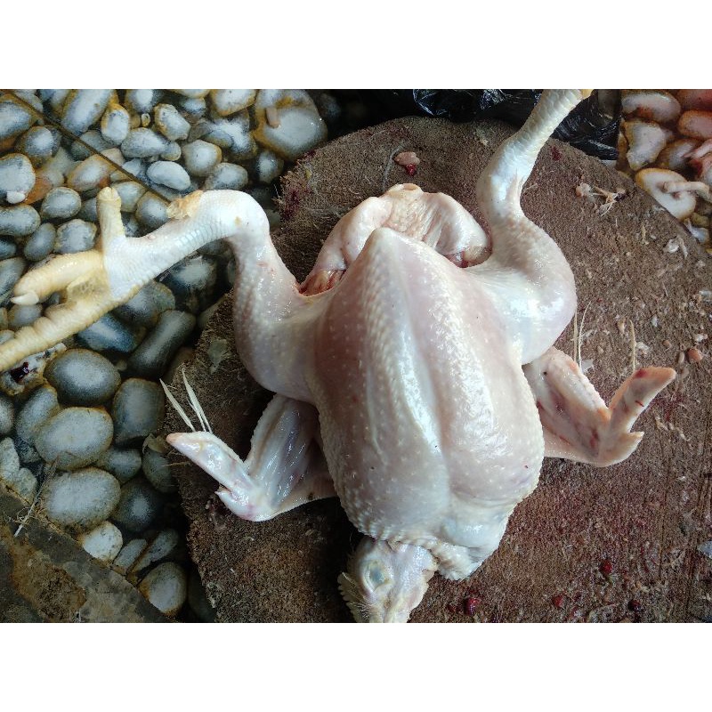 ayam broiler 0,7 Kg . 0,8 Kg.  0,9 Kg. 1Kg menu pecel lele  berikut isi Ati Ampela ayam utuh / ayam potong  /  ayam segar / ayam pecel lele / ayam bakar / ayam geprek / ayam fresh / ayam murah.-3
