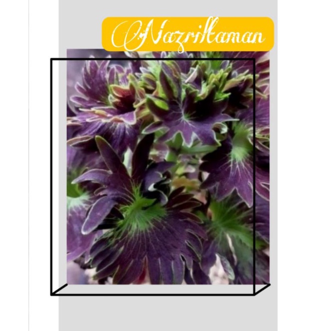 PROMO Tanaman Hias Miana Kriwil / Bunga Hias Miana / Tanaman Hidup Miana Keriting