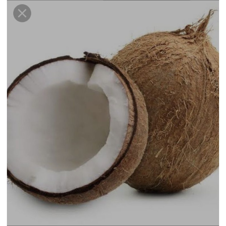 

kelapa tua