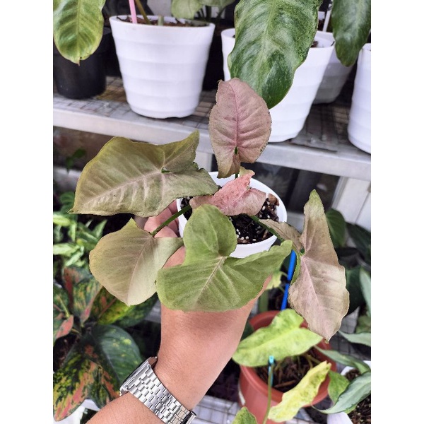 Syngonium Pink Spot
