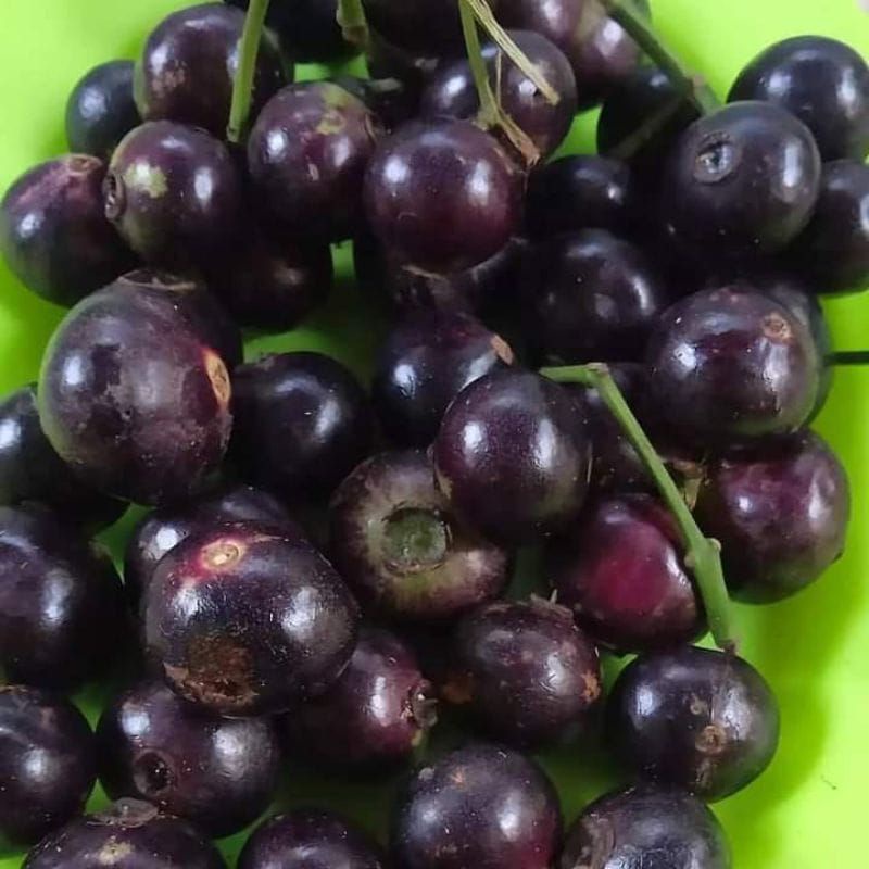 

Buah Kupa Gowok segar.kupa Gowok 500 gram