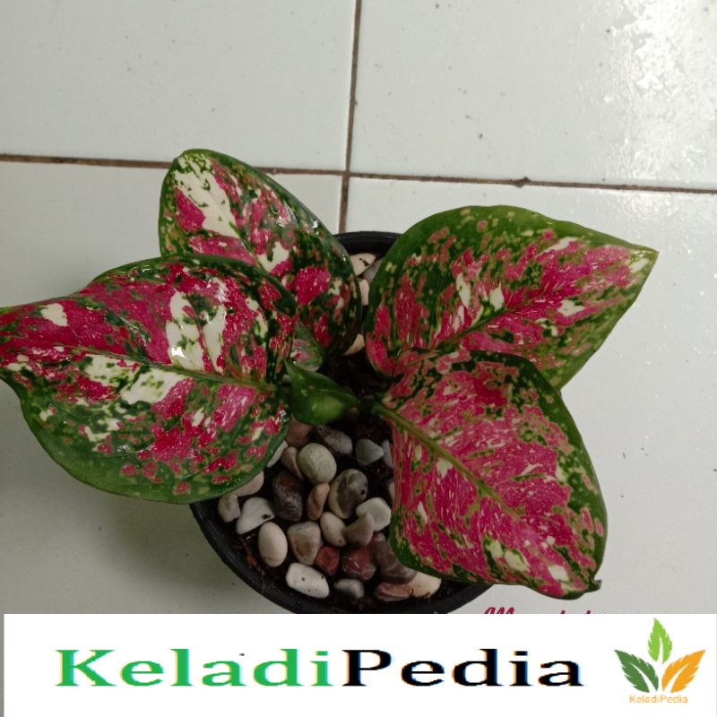 BIBIT Aglonema Tricolor termurah