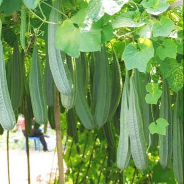 BENIH / BIBIT GAMBAS / OYONG ESENZA PLUS BISI 2 CAP KAPAL TERBANG