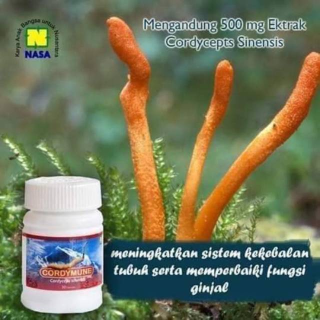 

CORDYMUNE MENINGKATKAN KEKEBALAN IMUN TUBUH