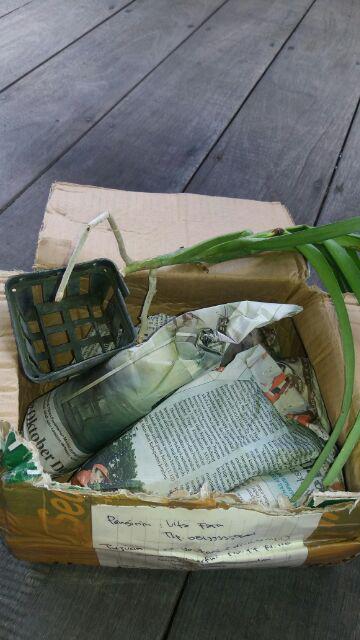 Anggrek Bulan Taiwan Remaja Paket 5pcs