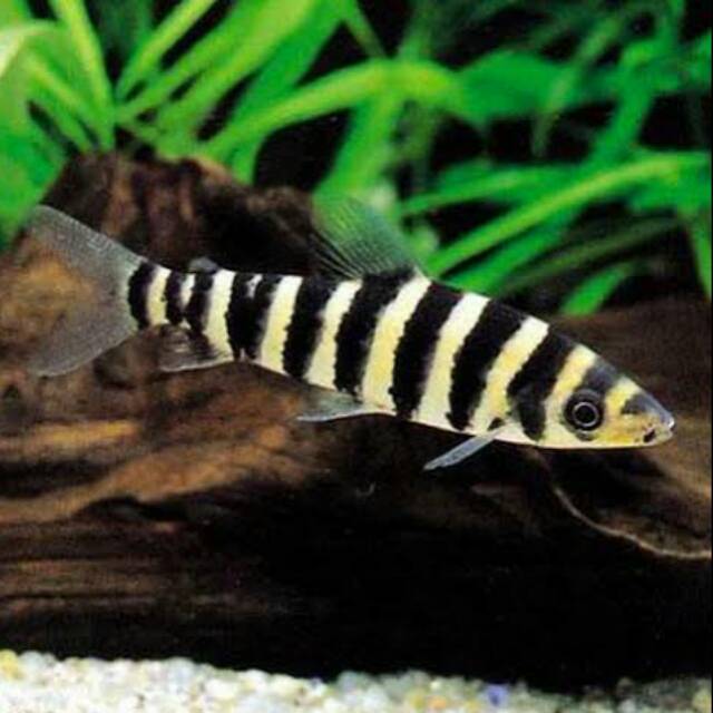 Leporinus Fasciatus The Black Banded Anostomidae Air Tawar