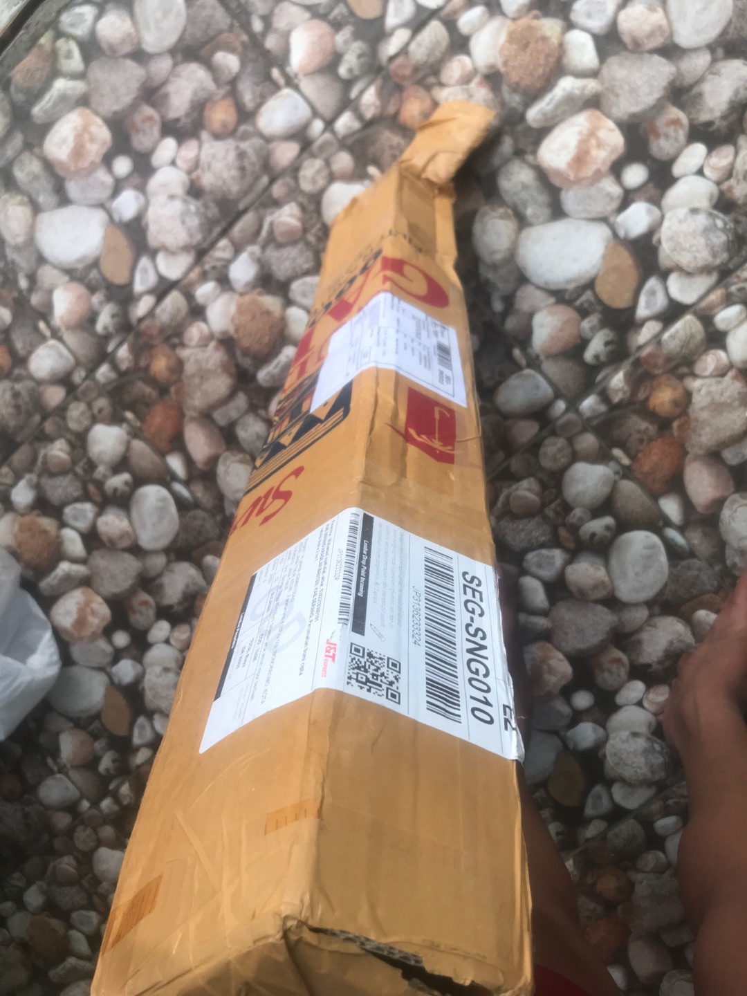 Tinggi 80-100cm  Bibit Tanaman Jeruk Lemon Impor Berbuah