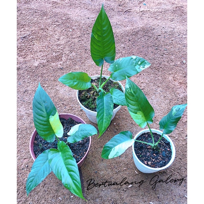 tanaman Homaloma schismatoglottis variegata item pilihan varigata