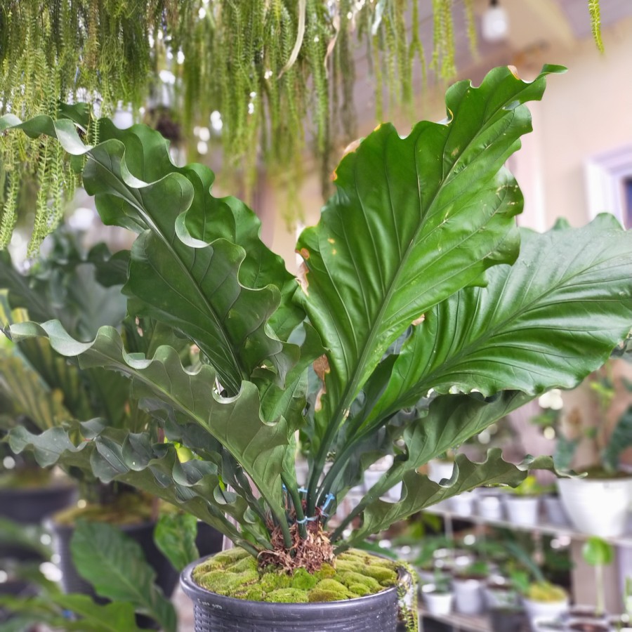 Tanaman Anthurium Jemani Gelombang Cinta