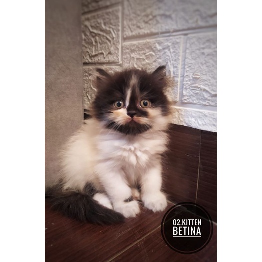 Adopsi Kitten #Anak Kucing