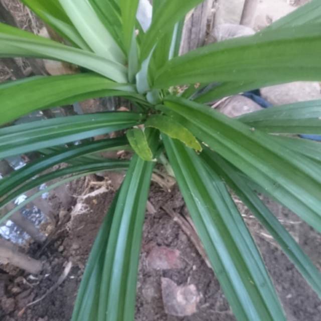 

Daun Pandan/Per Lembar