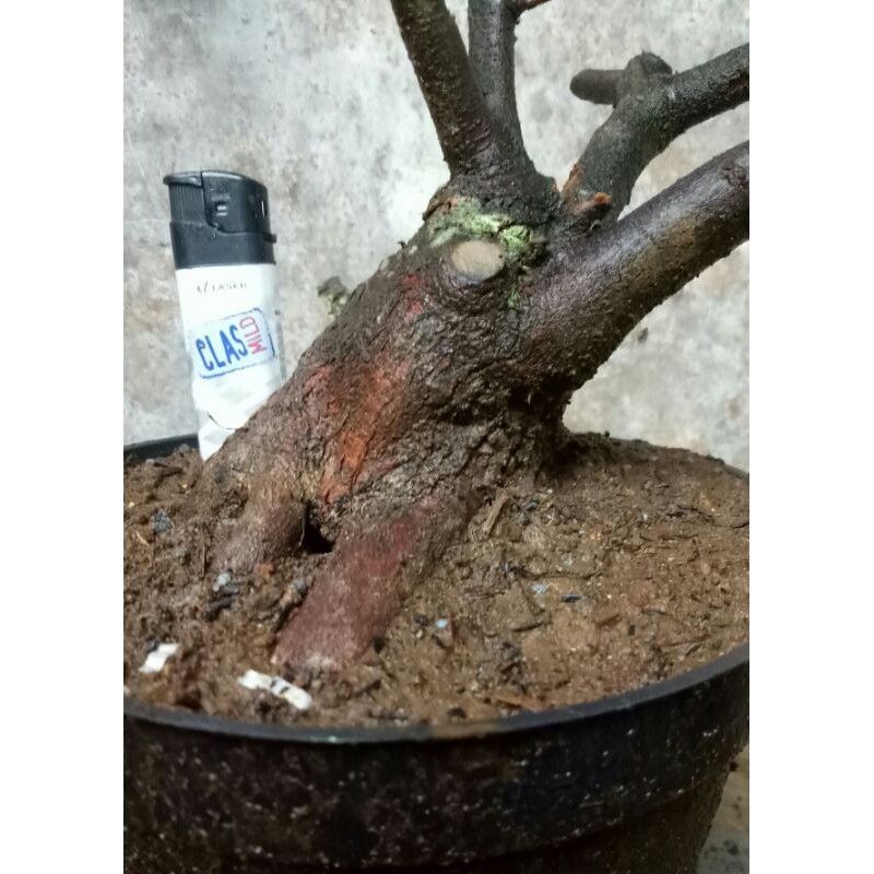 terbaru bahan bonsai santigi gunung bogel tua programan