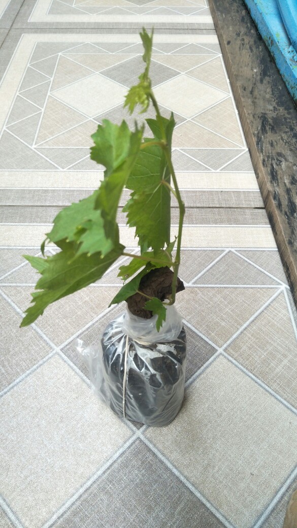 Bibit Anggur Jupiter Import. Bisa Untuk Tambulapot Harga Sanggat Terjangkau Bisa Cod