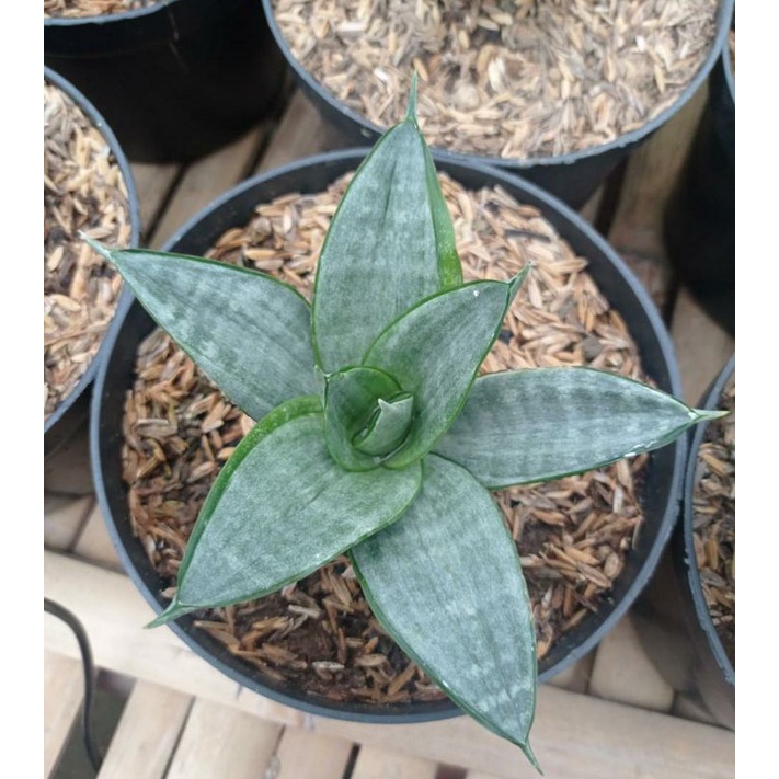 Sansivera Silver Frost