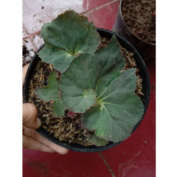 Begonia sawi ikal unik