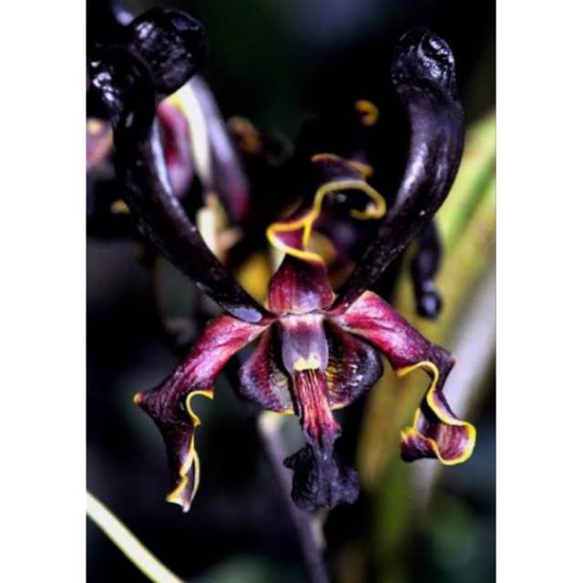 Anggrek Dendrobium black spider keki remaja