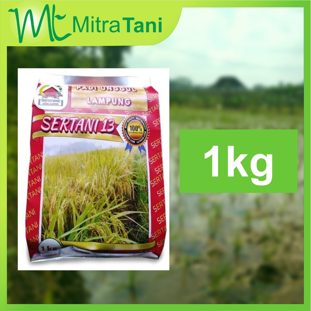 Benih Bibit Padi unggul SERTANI 13