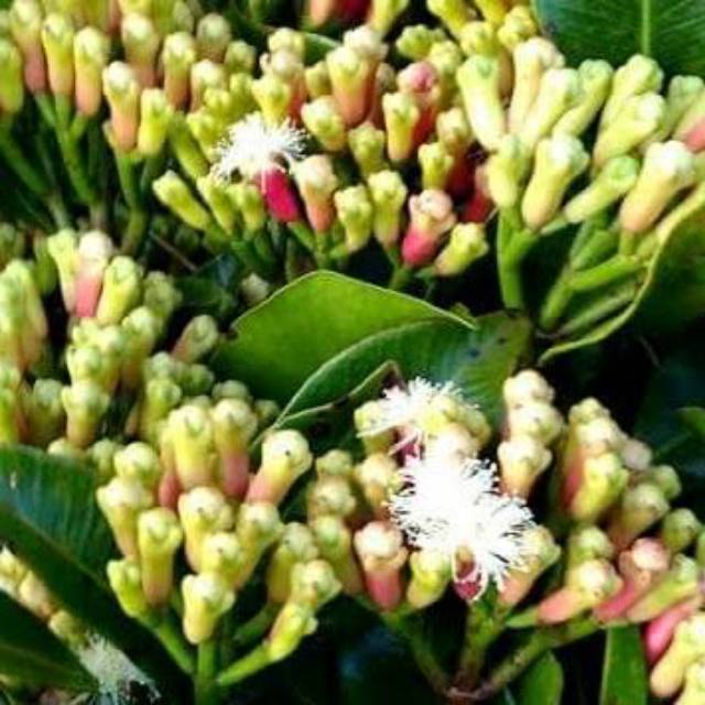 TERMURAH Bibit unggul cengkeh Zanzibar super