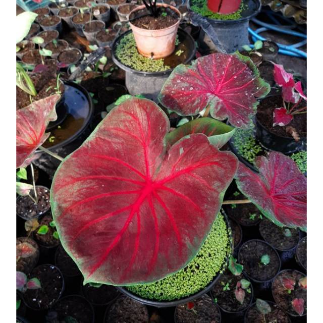 Tanaman Hias Caladium Keladi Hias Pink Monshine Shopee Indonesia