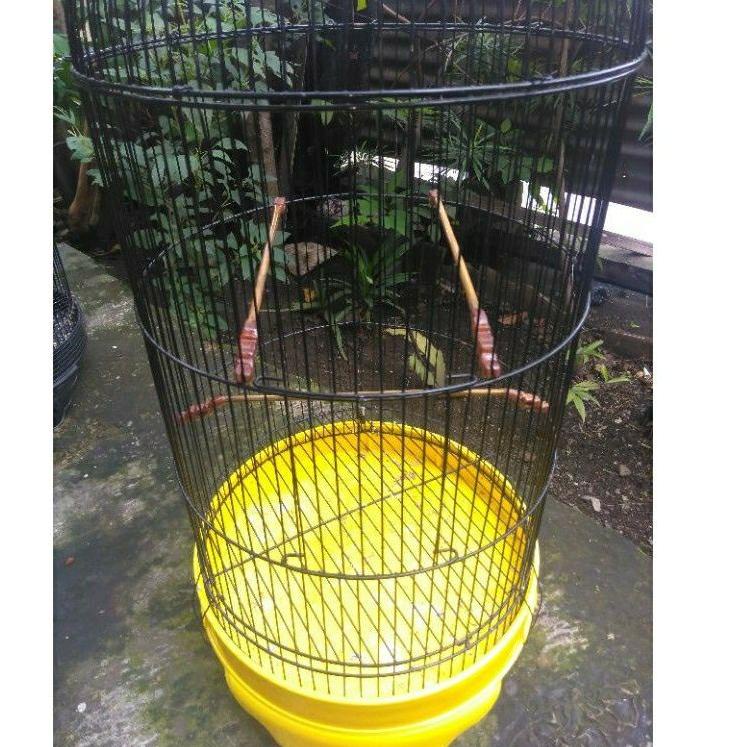 Tren Kekinian.. tangkringan kolibri/konin sangkar LB