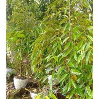 

Daun durian segar per 1 kg