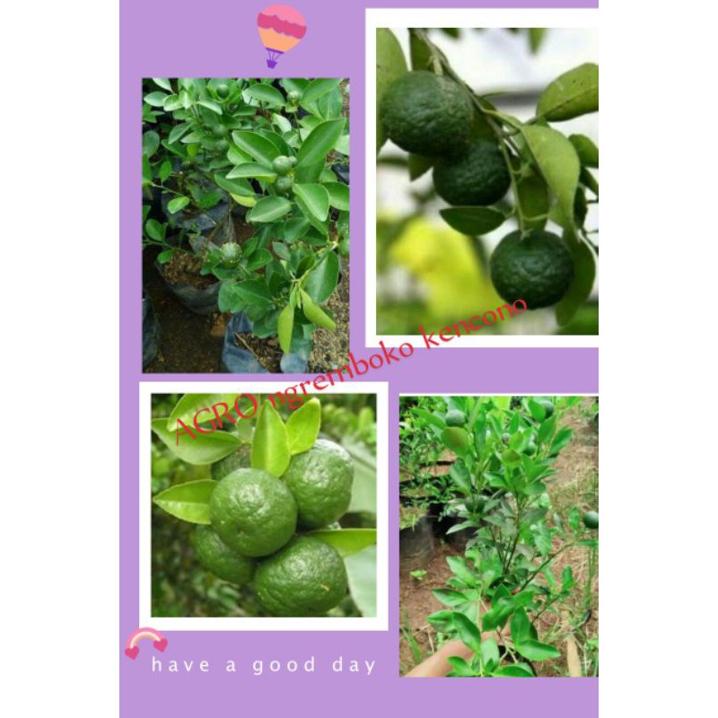 bibit jeruk limau berbuah