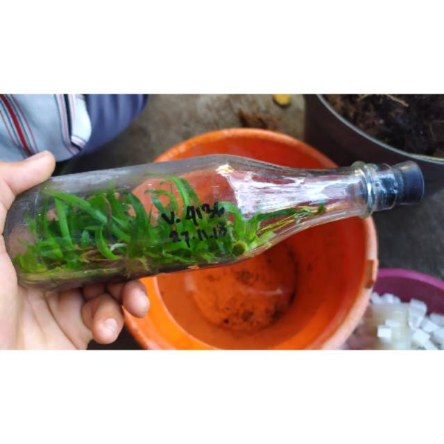 Botol Anggrek hybrid Bulan, Dendro, Cattleya, Vanda
