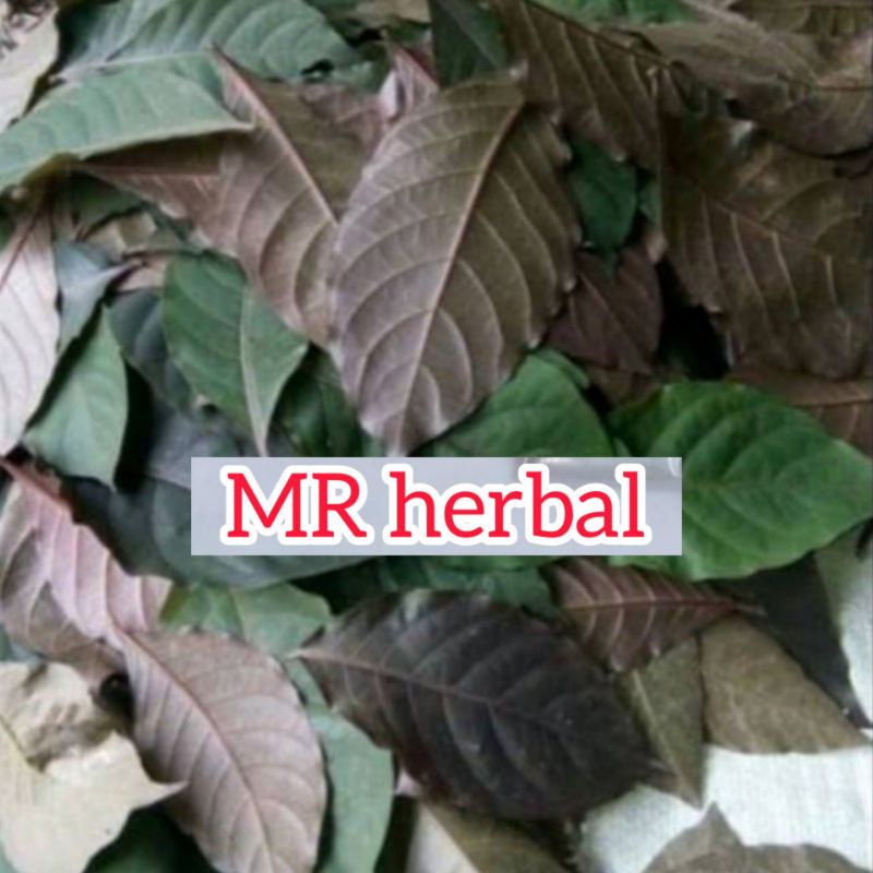 

Daun ungu handeleum segar order baru petik