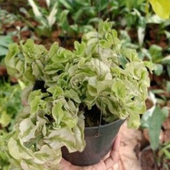 tanaman hias hoya curly patah tulang