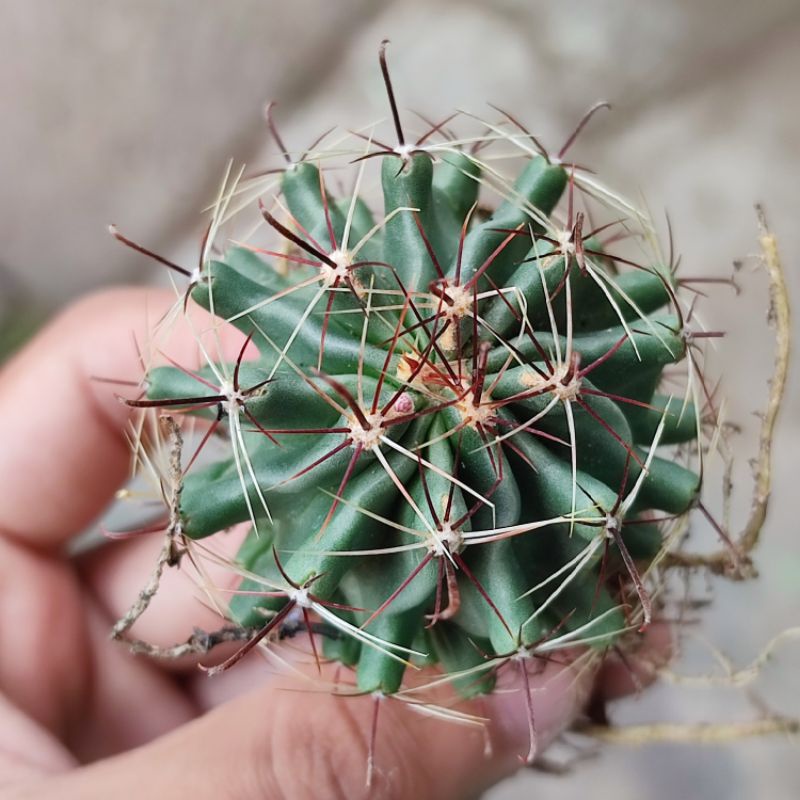 Kaktus Ferocactus Ownroot Murah