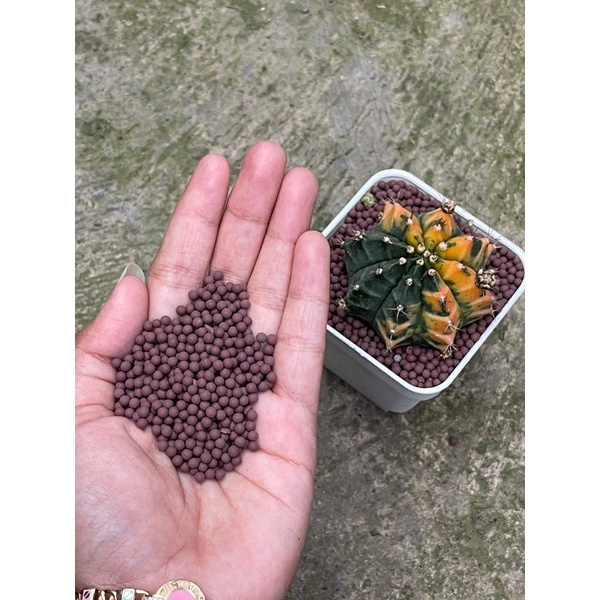 Hydroton Toping Kaktus Premium Kualitas Jepang 100Gram