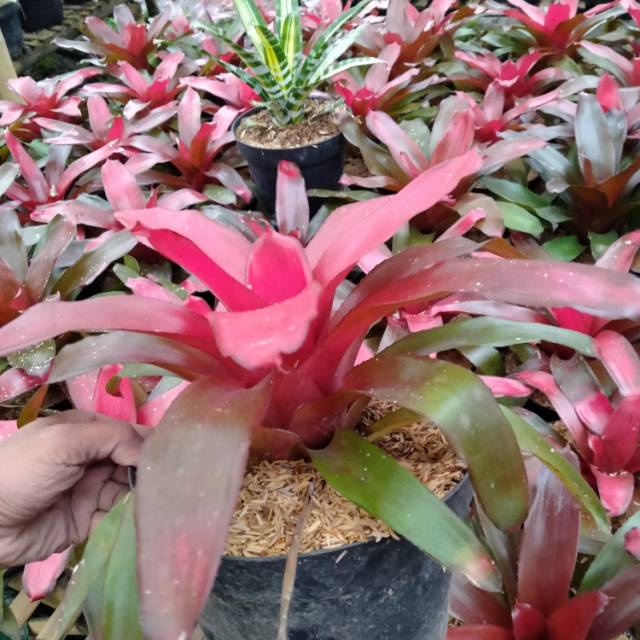 Tanaman Hias Bromelia Red Dunhill - BakulKembang