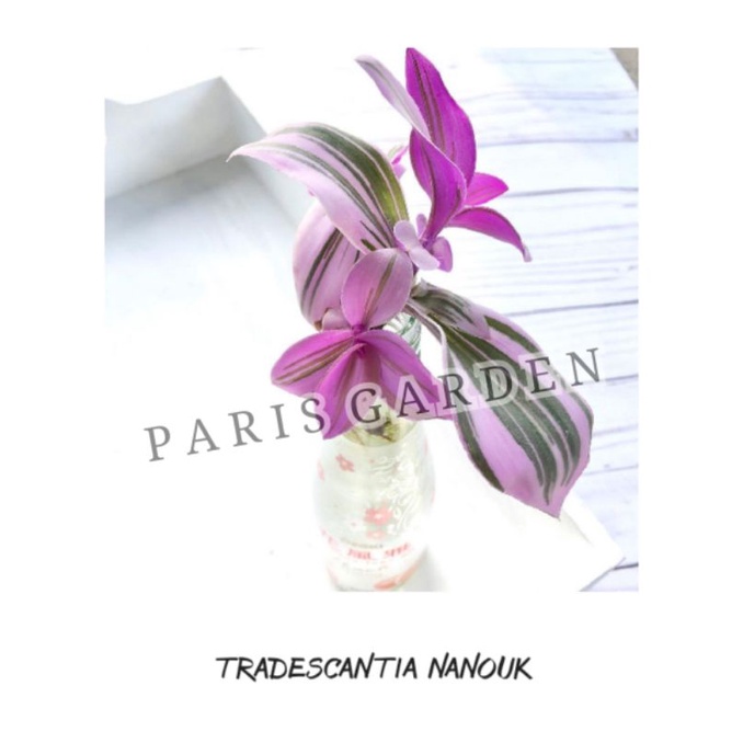 TRADESCANTIA NANOUK - TANAMAN HIAS TRADESCANTIA NANOUK - BIBIT TRADESCANTIA