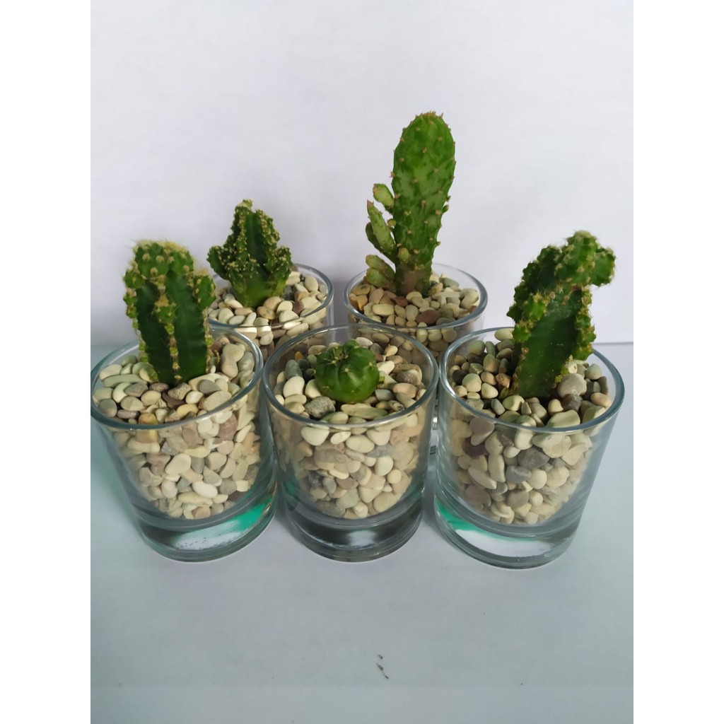 Terarium Kaktus Sukulen Hidup Mini Souvenir Tanaman Hias Bunga Cactus Sekulen Vas Gelas Kaca Sloki