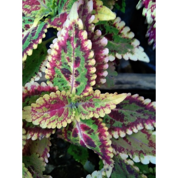 miana premium berakar