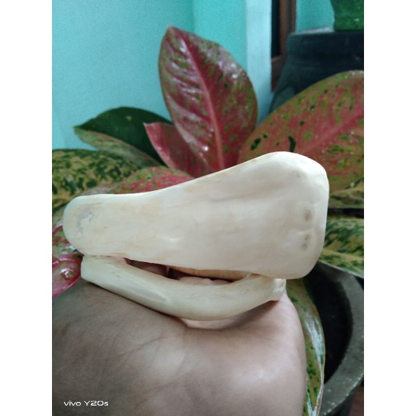 GELANG AKAR BAHAR PUTIH JUMBO,AKAR BAHAR PUTIH SALJU ASLI