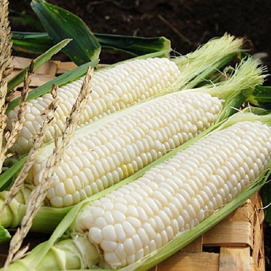 Benih Bibit Biji - Jagung Manis Susu Snow Jean Putih White Sweet Corn F1 Hibrida Seeds - Panen Dalam 75 Hari