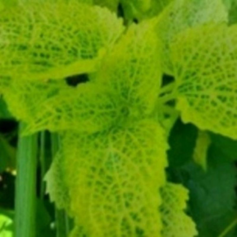 

Jual herbal Daun bandotan kuning segar per 500 grm