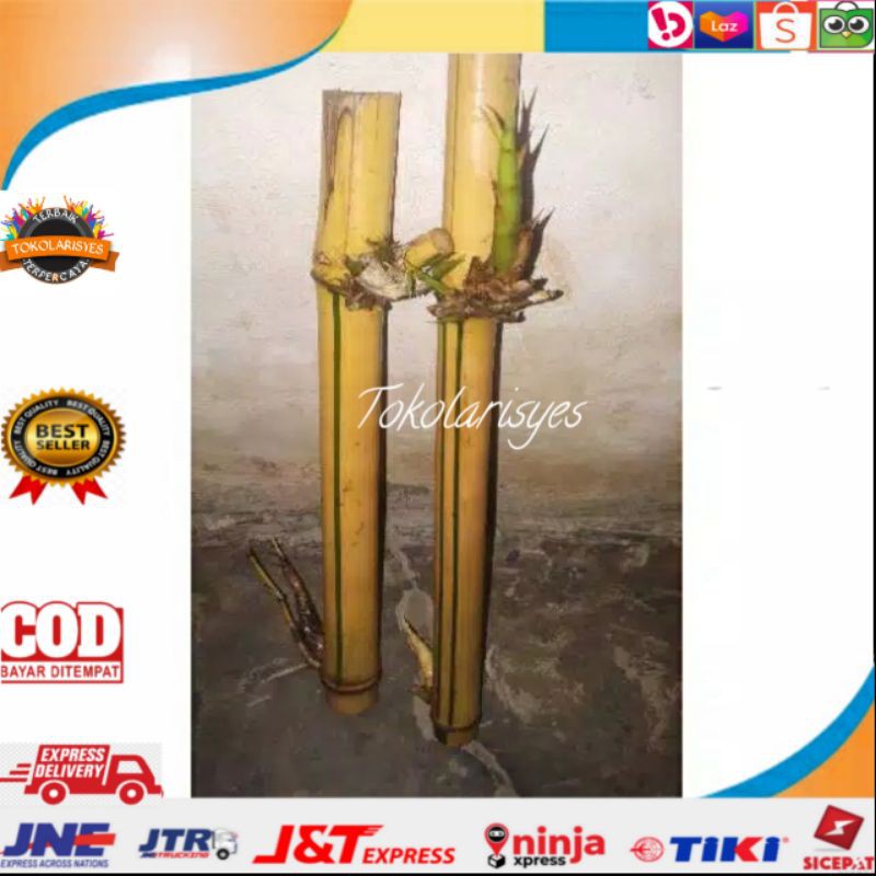 Bibit bambu kuning Besar