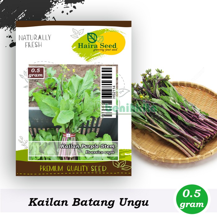 Benih-Bibit Kailan Purple Stem (Haira Seed)