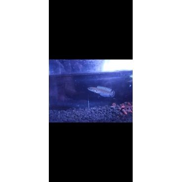 mainan chana andrao 6 - 8 cm premium quality