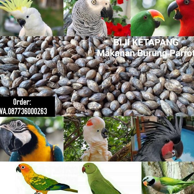 Biji Ketapang untuk Makanan Burung Parrot