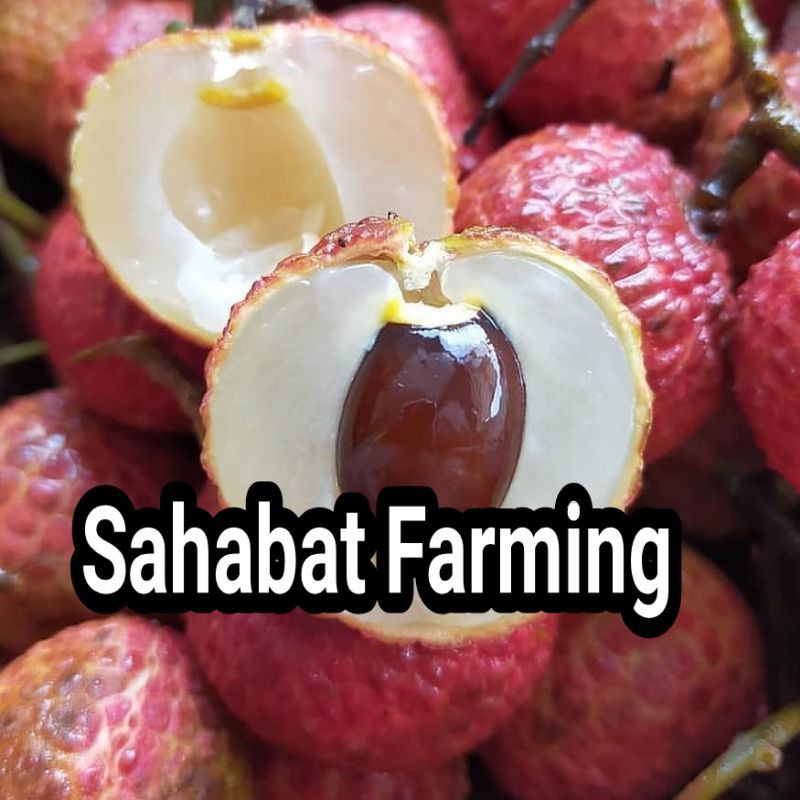 Bibit leci merah super unggul cepat berbuah(leci kom)