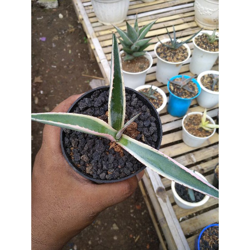 Kaktus - sukulen / Agave Guiengola "Creme Brulee" (RARE / MEDIUM)